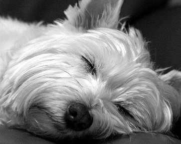 Westie Dog