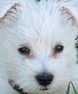 Westie Picture