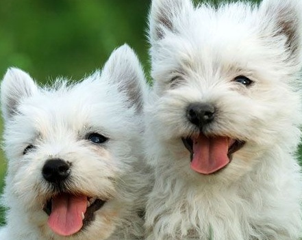 Westie Puppies Picture