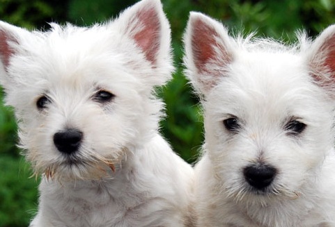 Westie Puppies