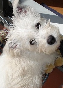 Westie Puppy Picture