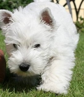 Westie Puppy