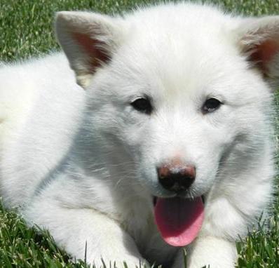 white alaskan dog