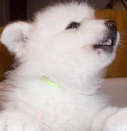 white alaskan malamute dog