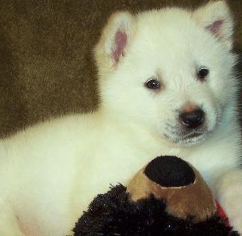 white alaskan malamute puppy