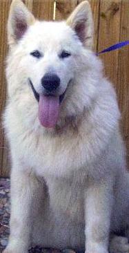 white alaskan malamute