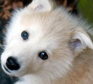 white malamute puppy