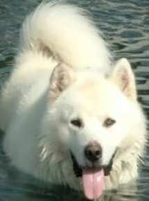 white malamute