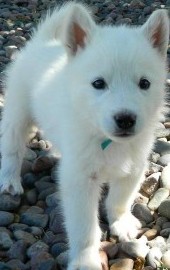 white puppy