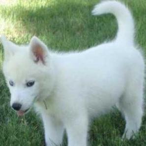 alaskan husky dog