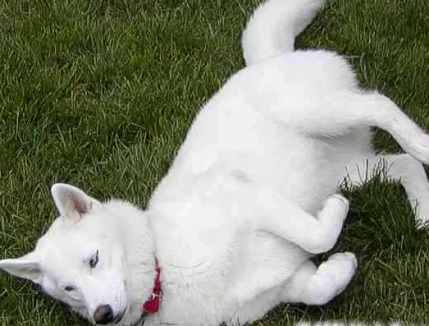 cute white husky