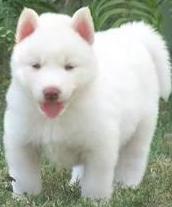 White Alaskan Puppy Siberian Husky