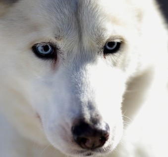 white alaskan husky