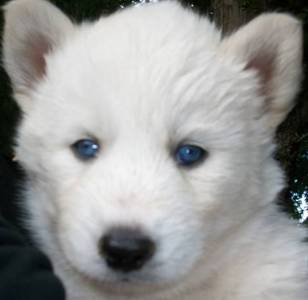 white siberian husky puppy