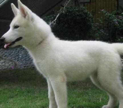 white siberian husky mix