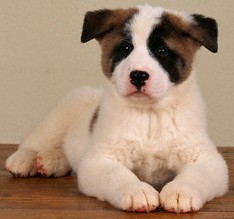 adorable akita puppy