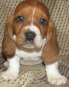 Basset Hound Puppies on Basset Hound Puppies   Basset Hound Puppy Pictures   Basset Hound Dogs