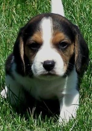 adorable beagle puppy