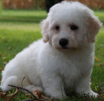 Bichon Puppies on Bichon Frise Puppy   Bichon Frise Puppies   Bichon Frise For Sale