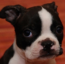 adorable boston terrier puppy