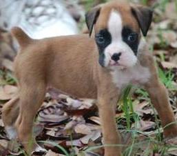 adorable boxer puppy