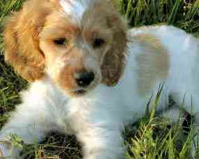 adorable cocker spaniel puppy