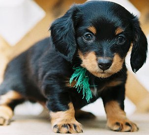 adorable dachshund puppy