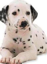 adorable dalmatian puppy