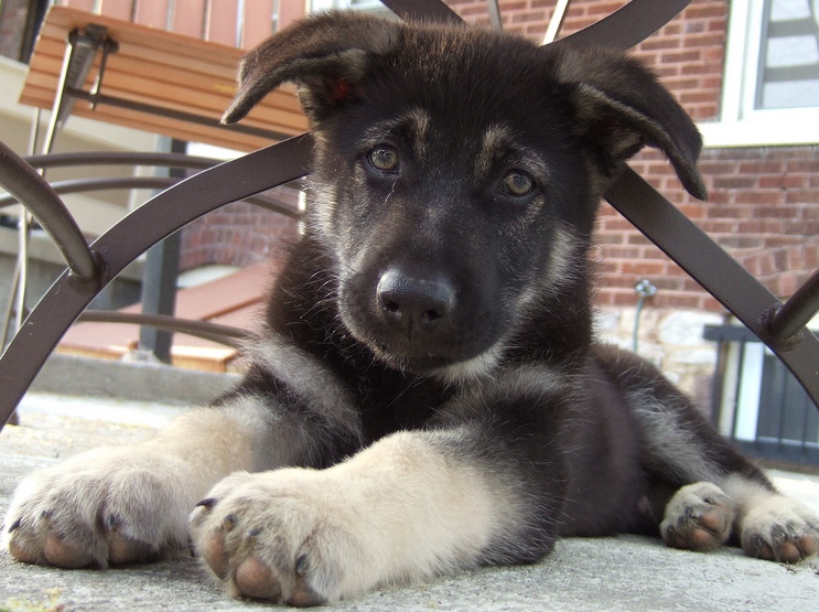 adorable german shepherd puppy