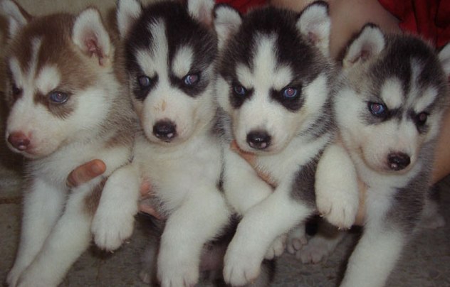 adorable husky puppies