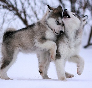 adorable husky