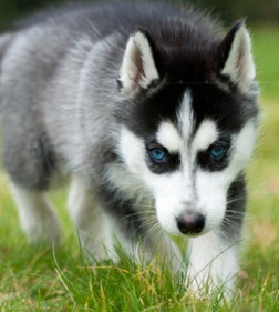 black husky puppy