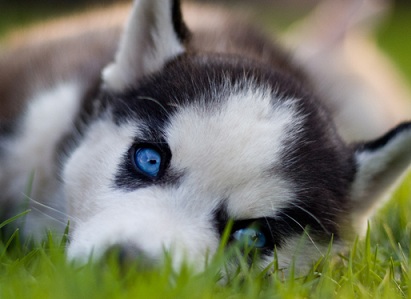 blue eyed husky puppy