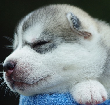 cute sleeping husky puppy