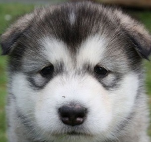 grey husky puppy