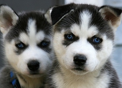 husky dogs