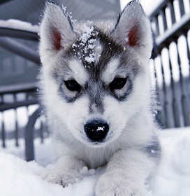 husky puppies