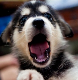 yawning husky puppy