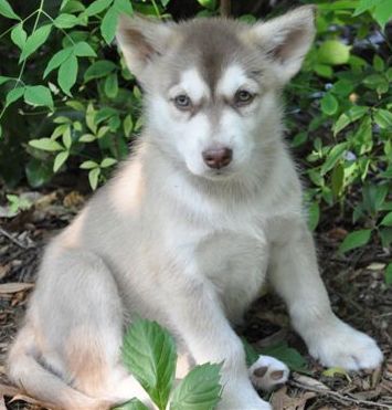 adorable malamute puppy