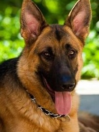 Akc German Shepherd Dog