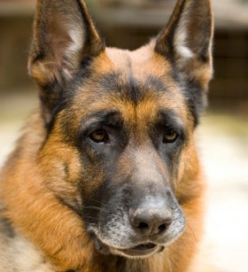 Akc German Shepherd Picture