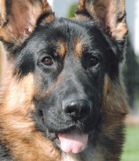 Akc German Shepherd