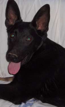 Black Akc German Shepherd