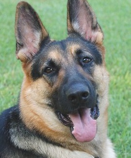 Happy Akc German Shepherd