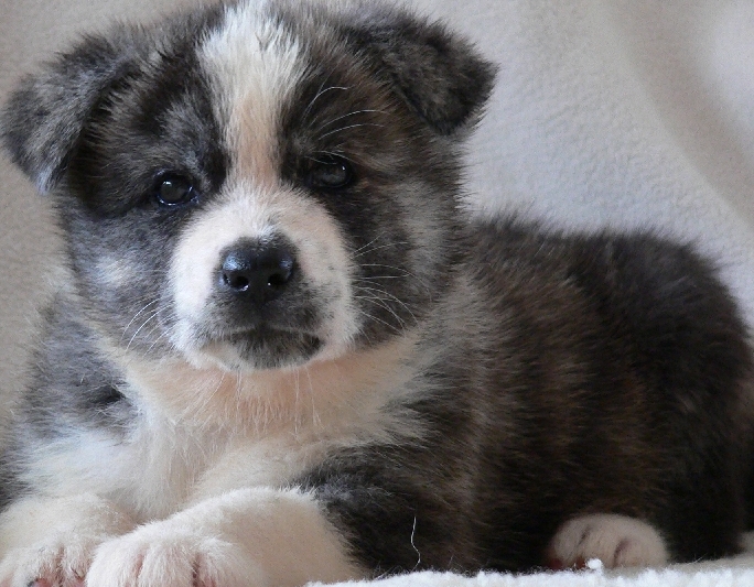 akita breeder