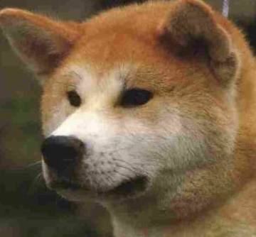 akita dog breeder