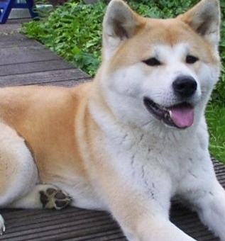 akita dog breeders