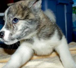 akita inu dog breeders