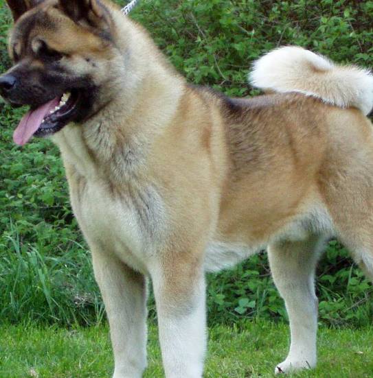 akita picture