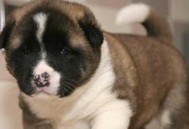 akita puppy breeder